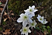 14 Hepatica nobilis bianca